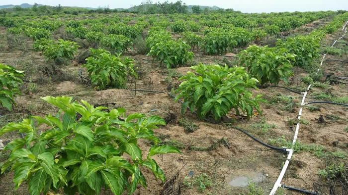 海南诺丽果种植基地